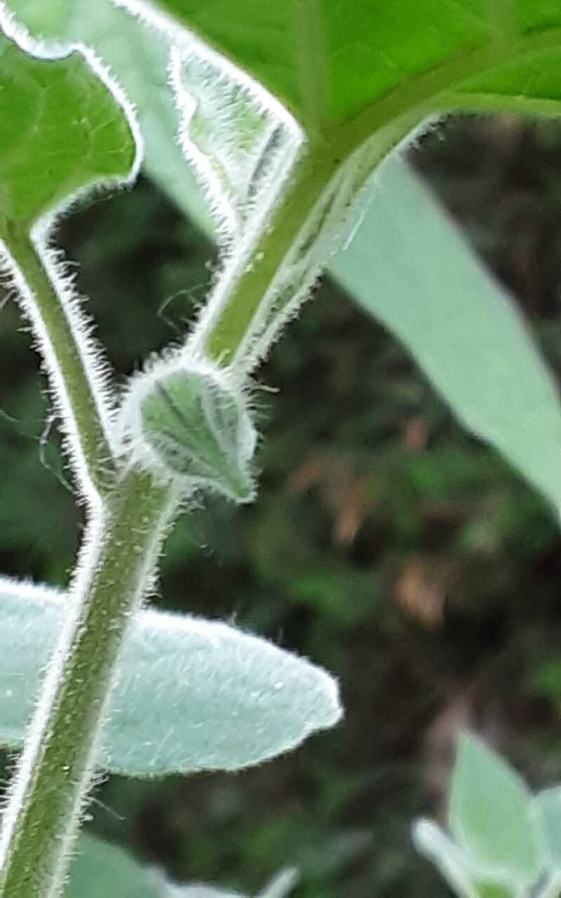 Physalis peruviana