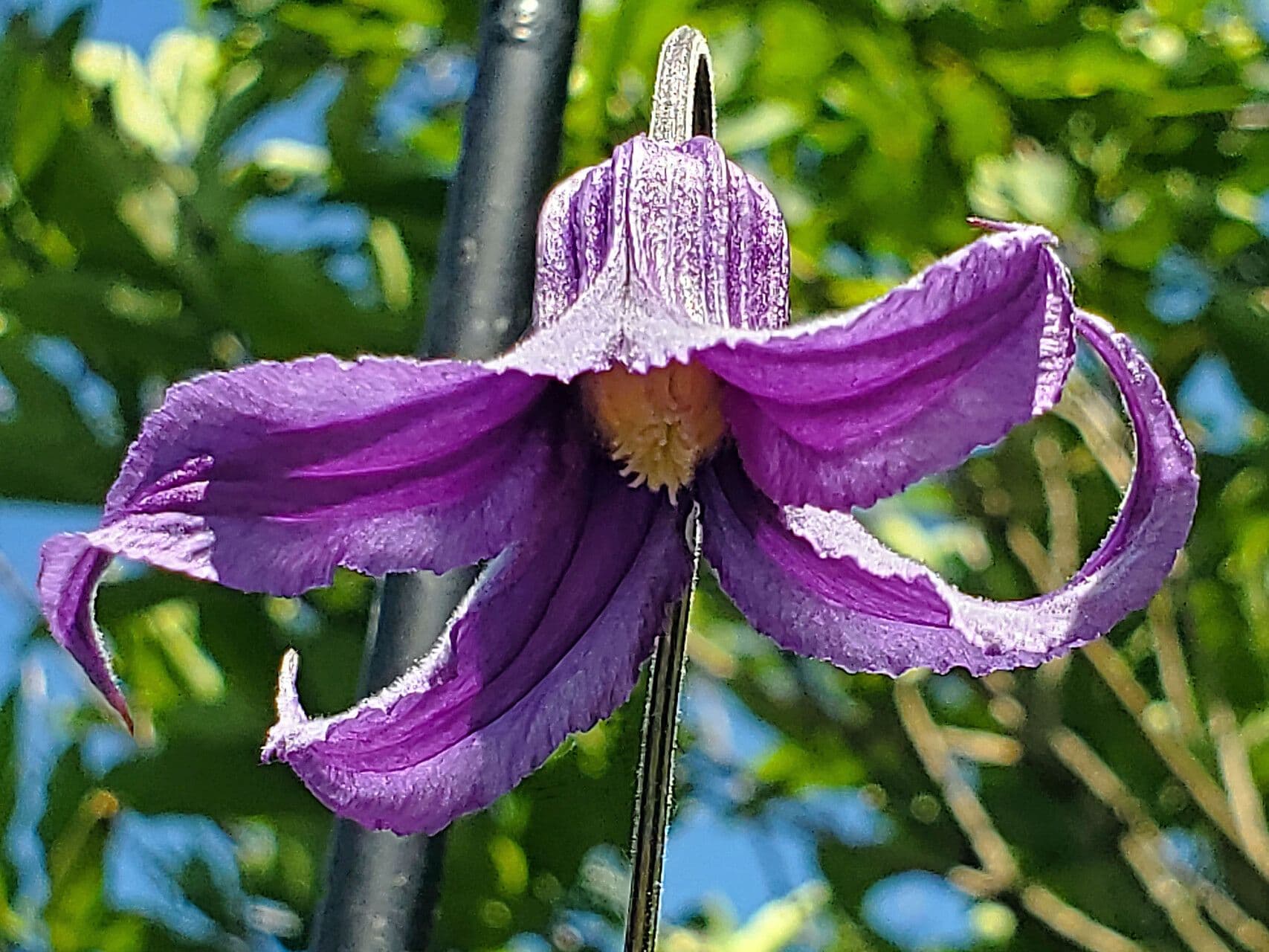 Clematis crispa