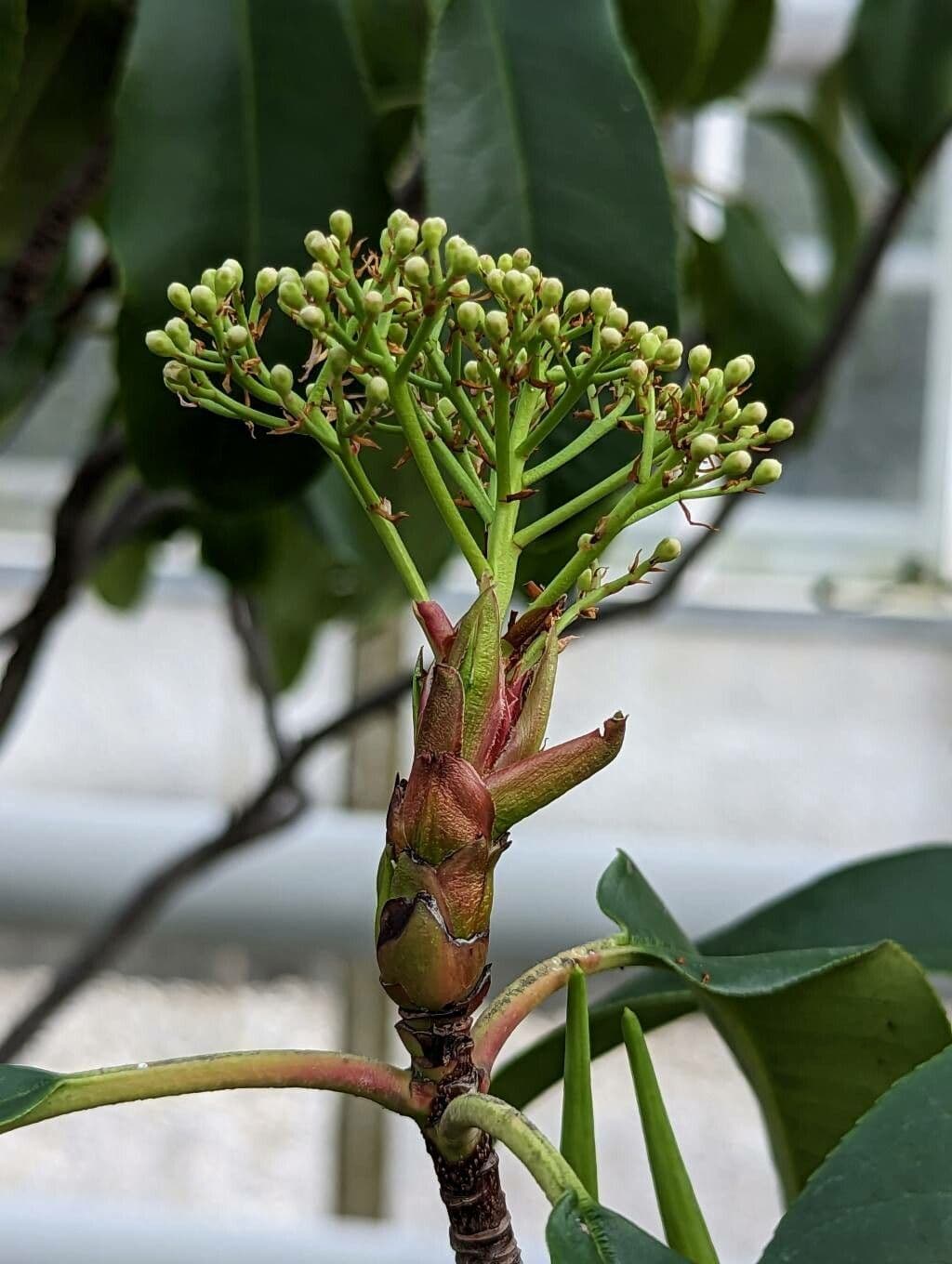 Photinia glabra