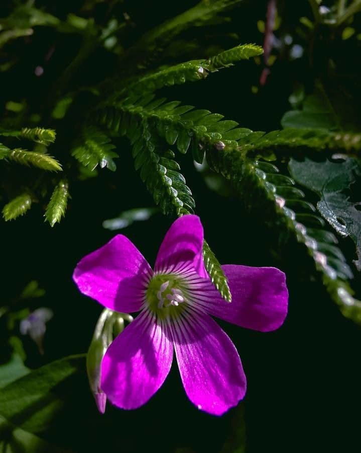 Oxalis drummondii