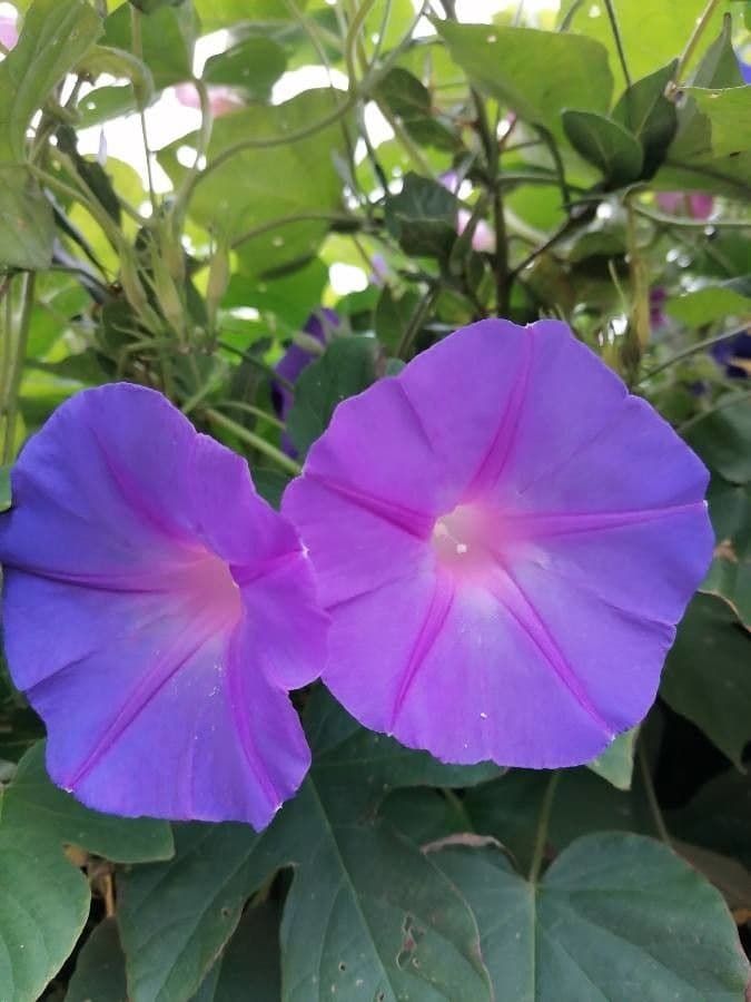 Ipomoea indica