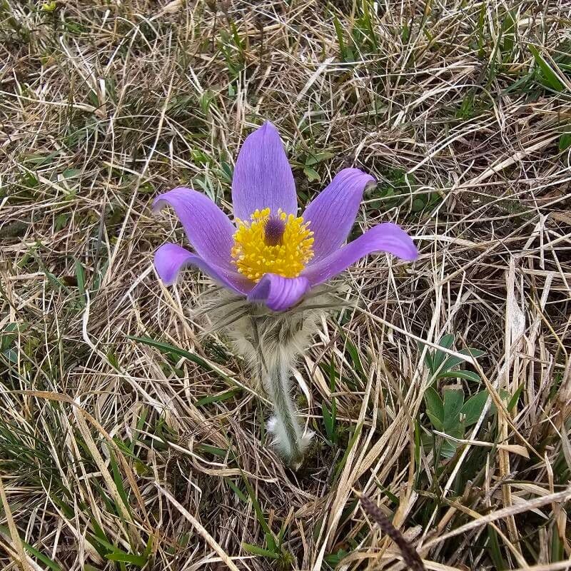 Pulsatilla patens