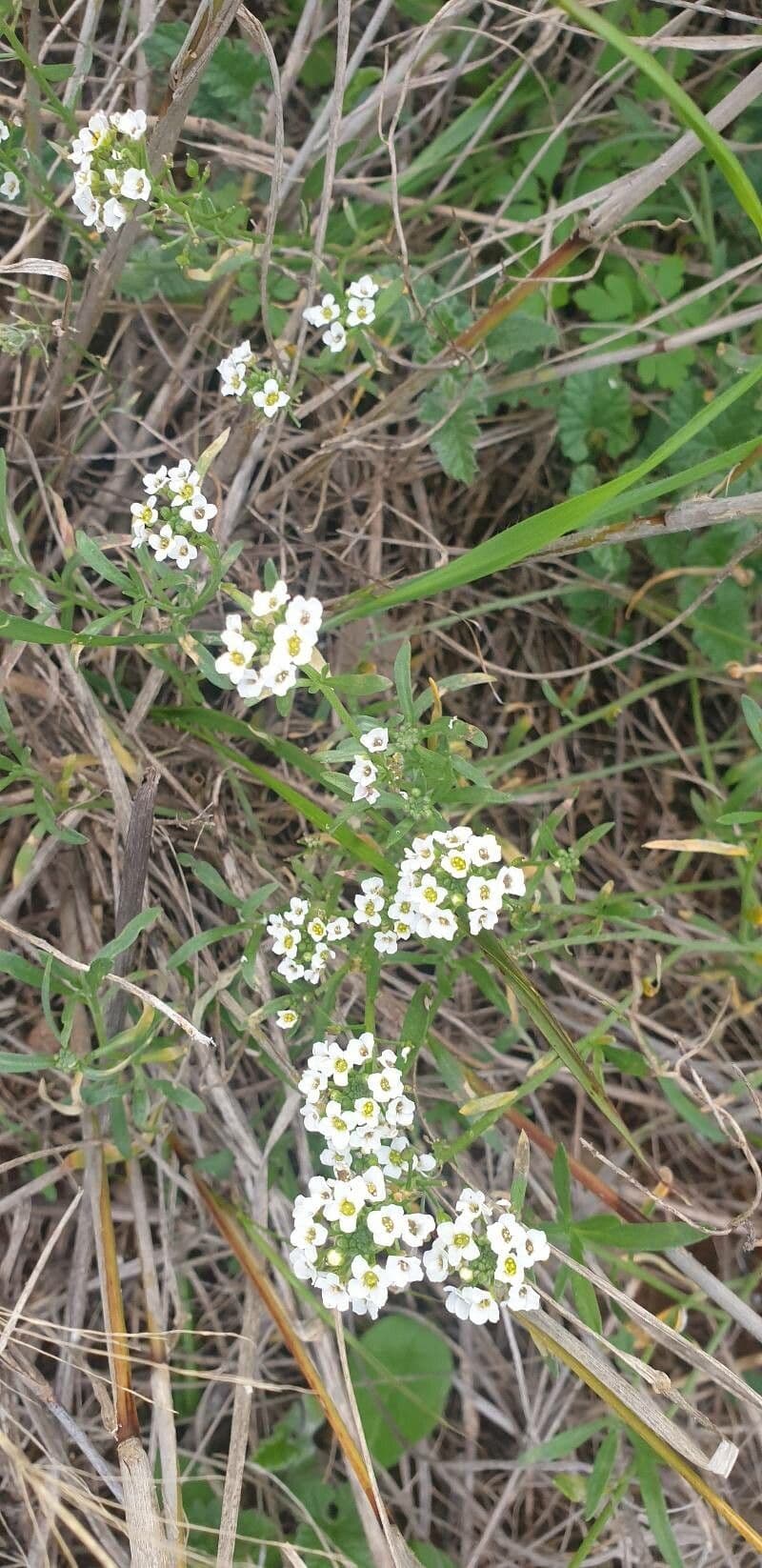 Lobularia maritima