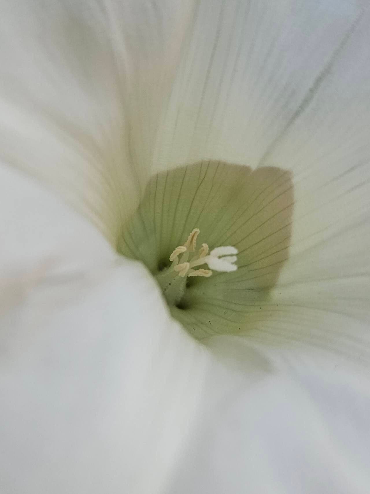 Calystegia silvatica