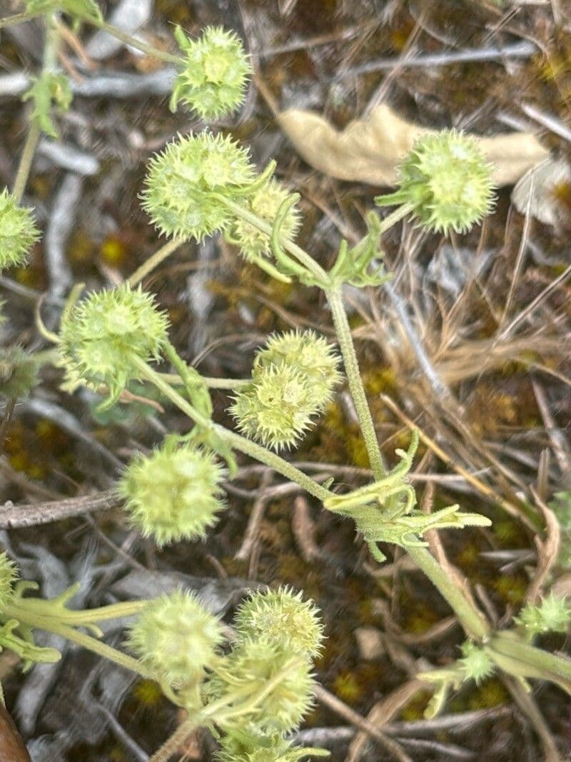 Valeriana discoidea