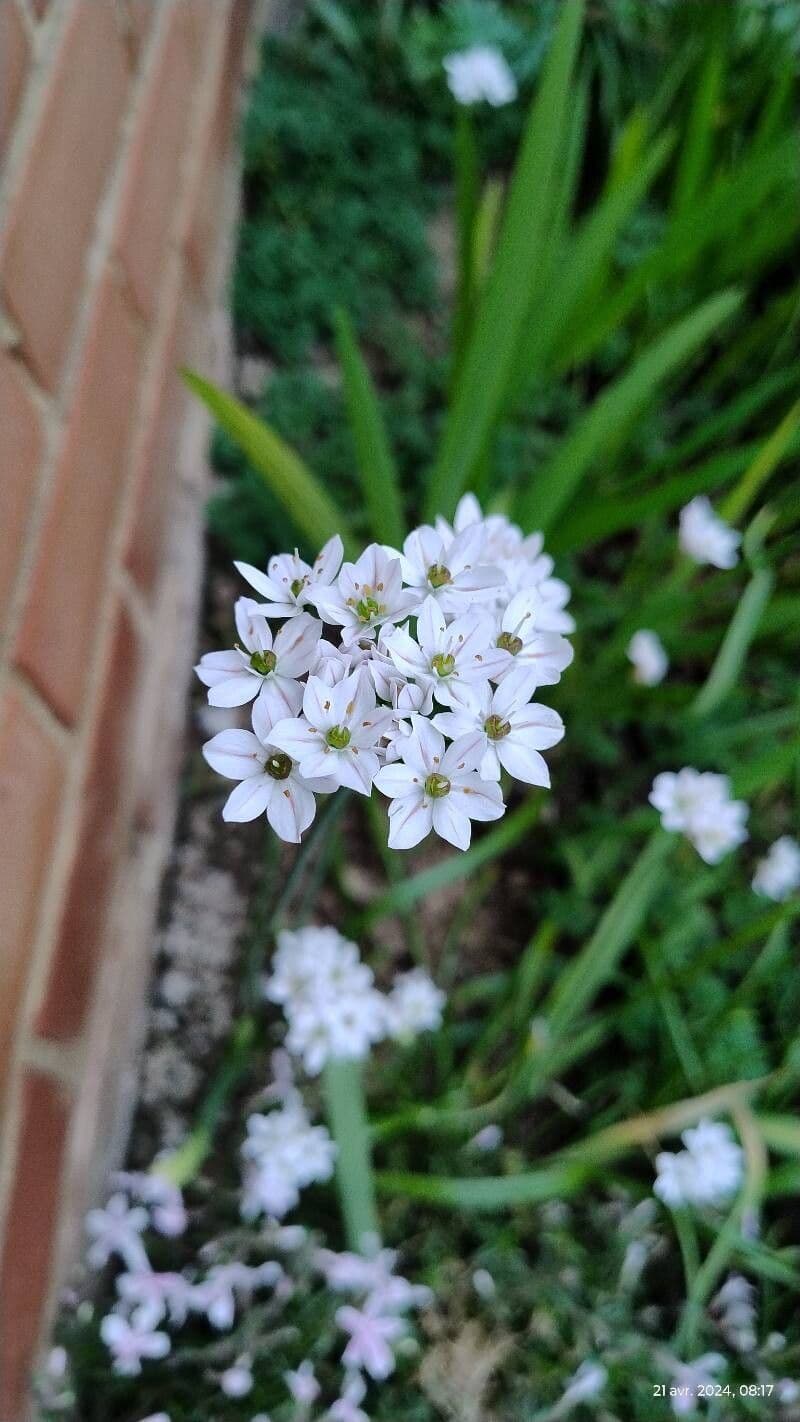 Allium trifoliatum