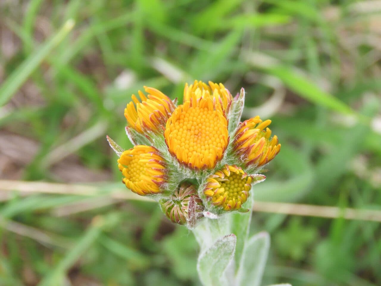 Tephroseris integrifolia