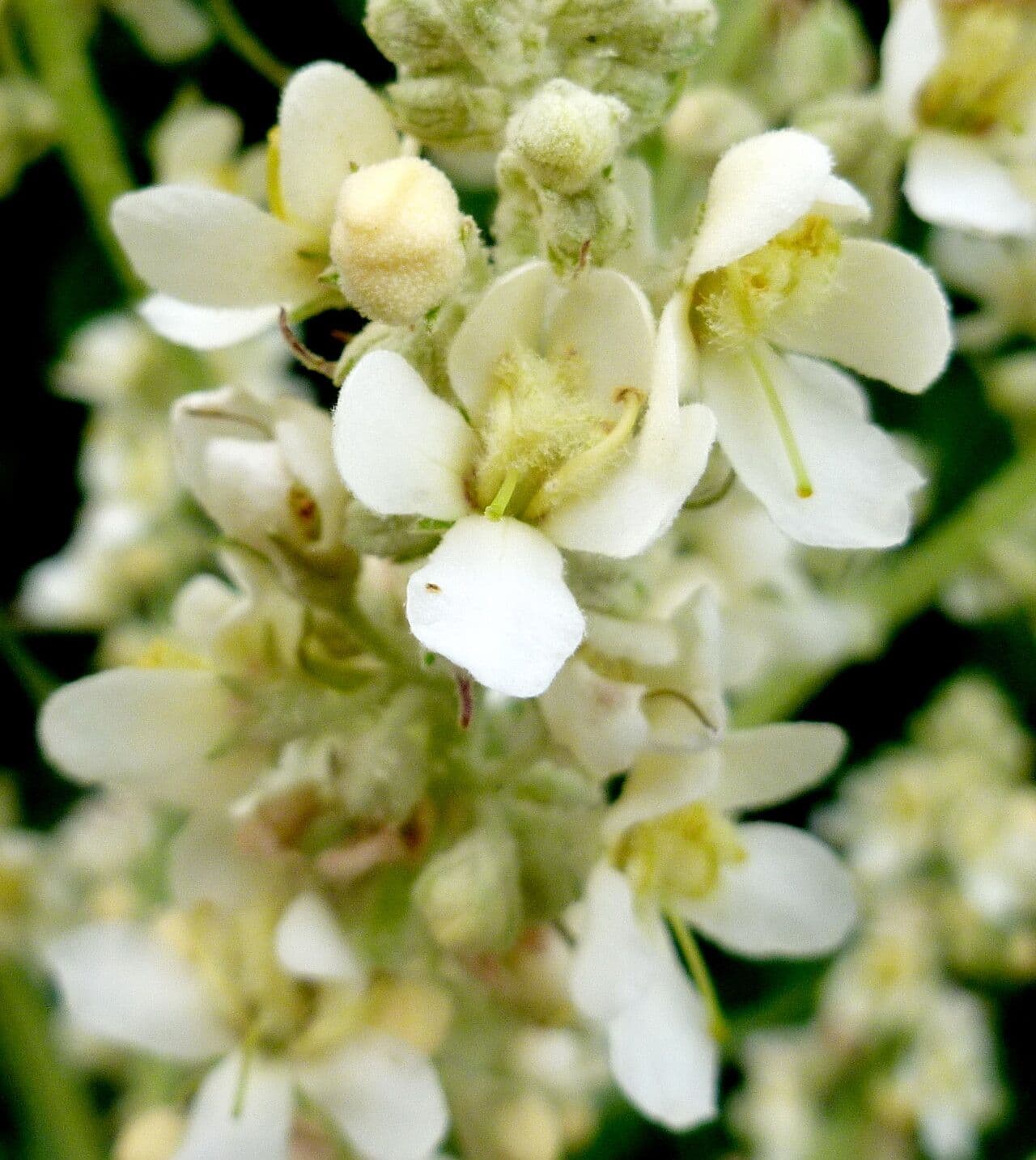 Verbascum lychnitis