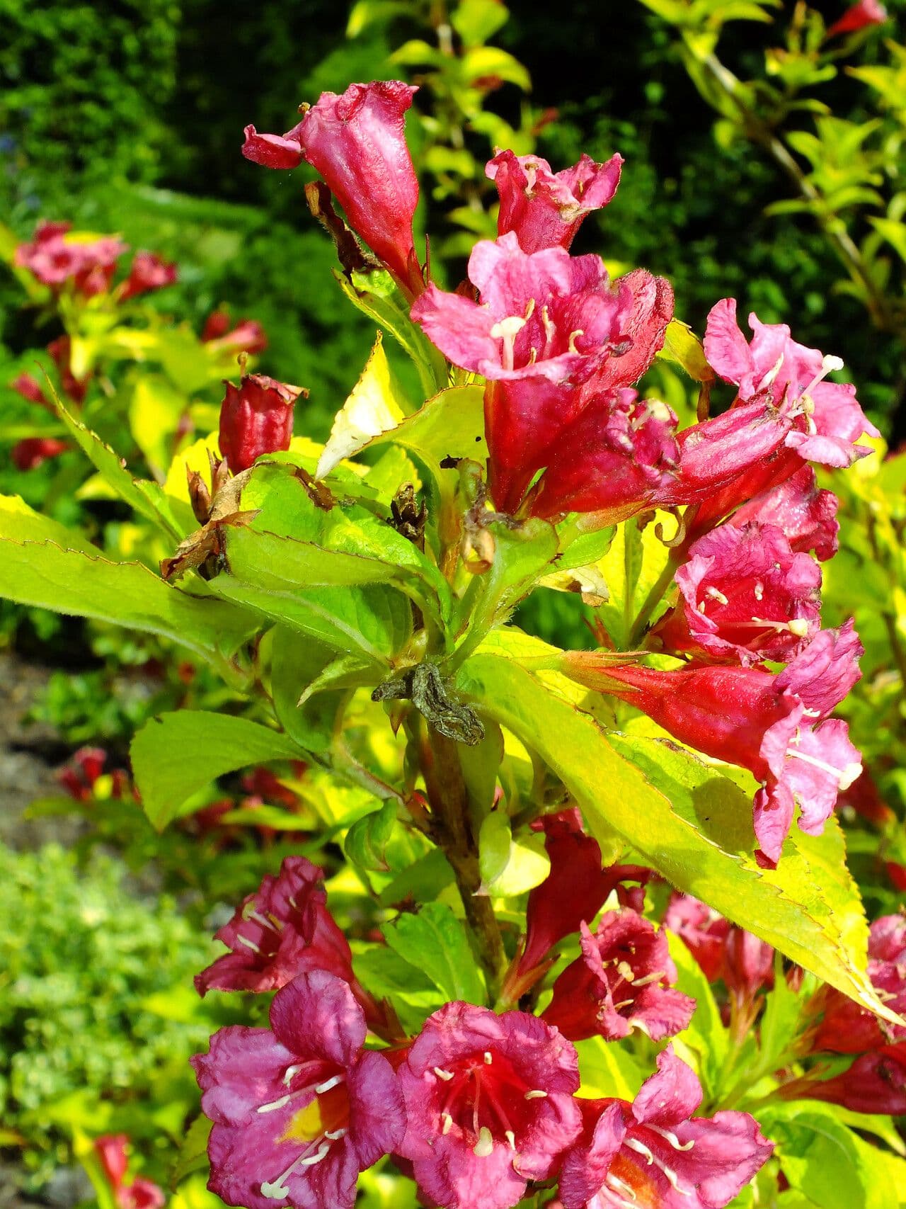 Weigela florida