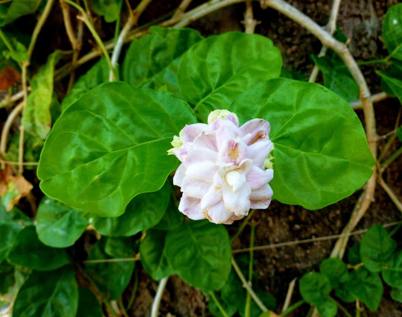 Jasminum sambac