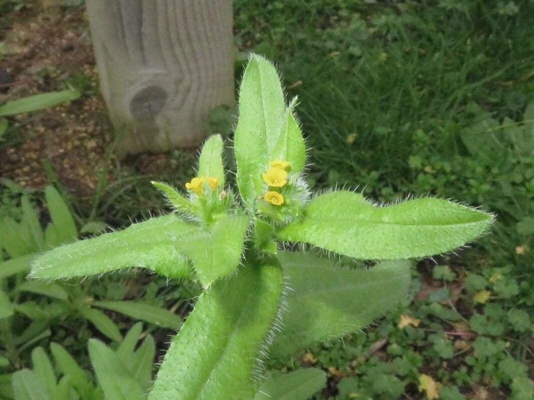 Amsinckia menziesii