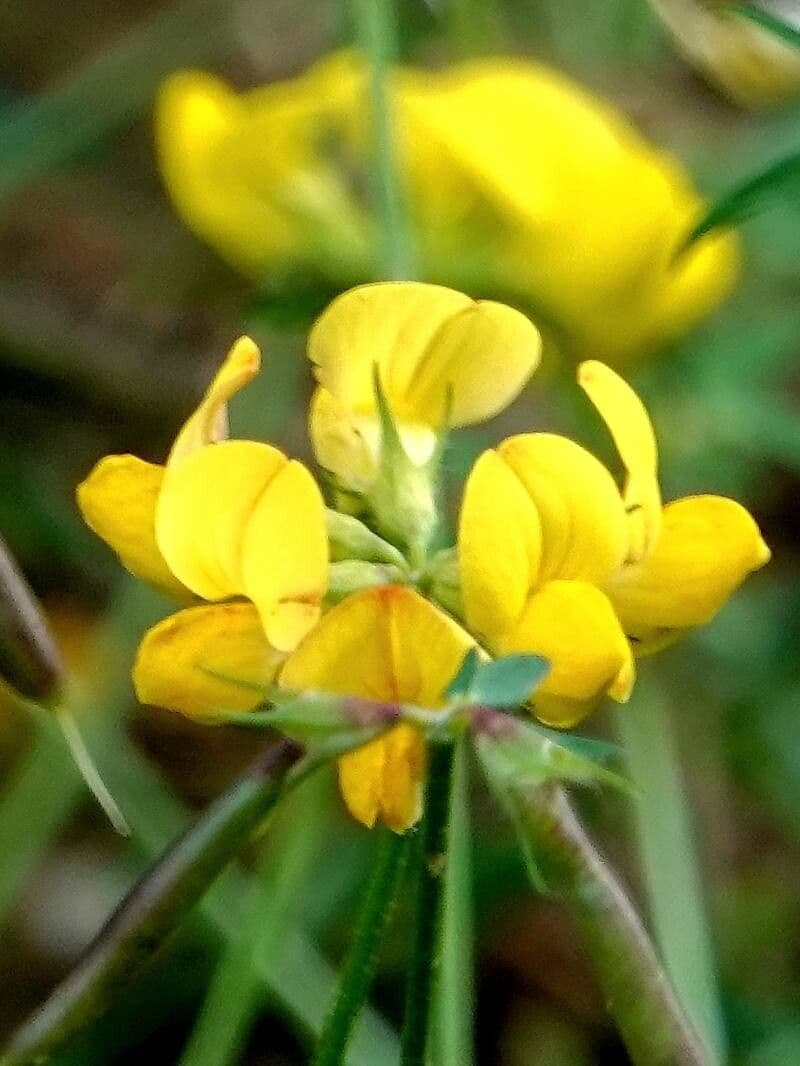 Lotus tenuis