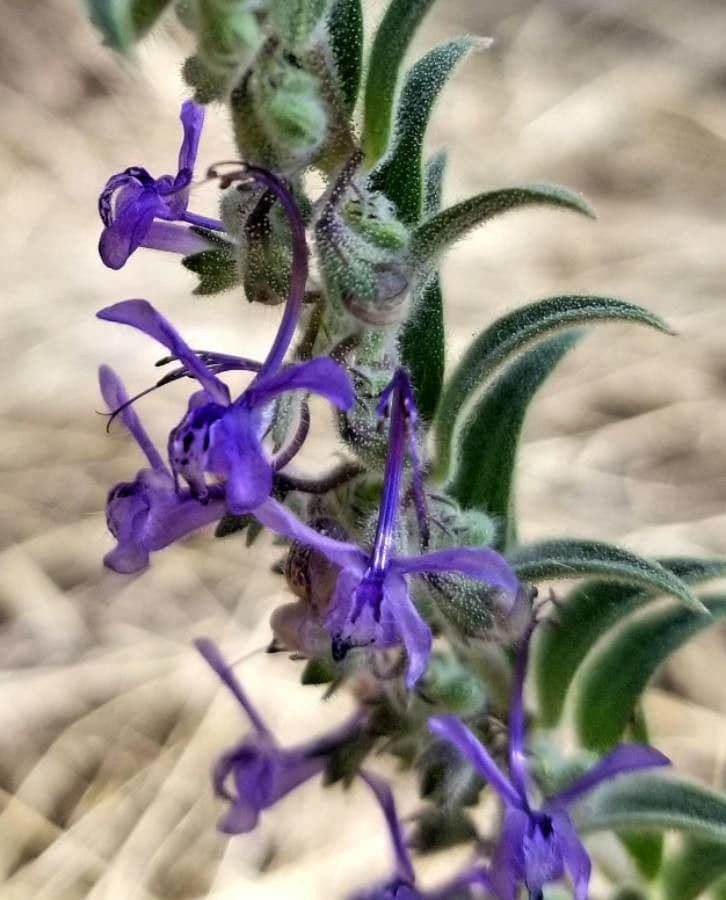 Trichostema lanceolatum