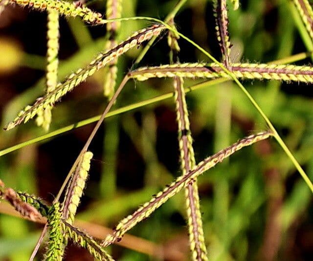 Paspalum dilatatum