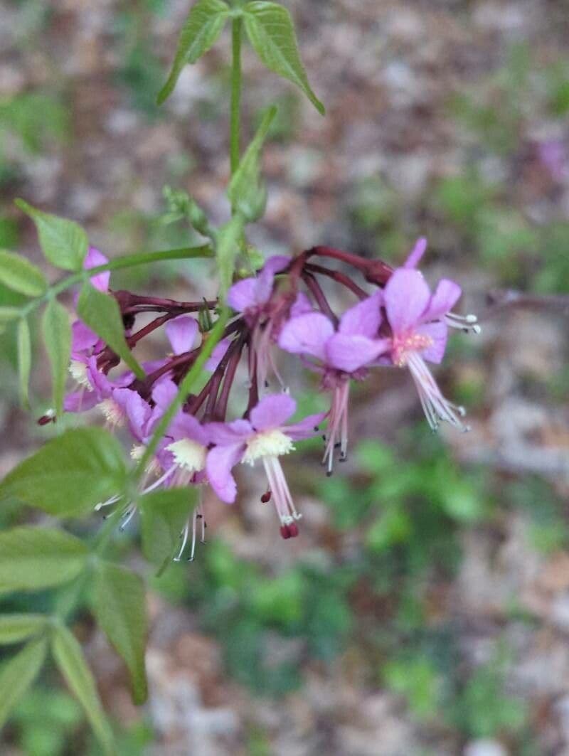 Ungnadia speciosa