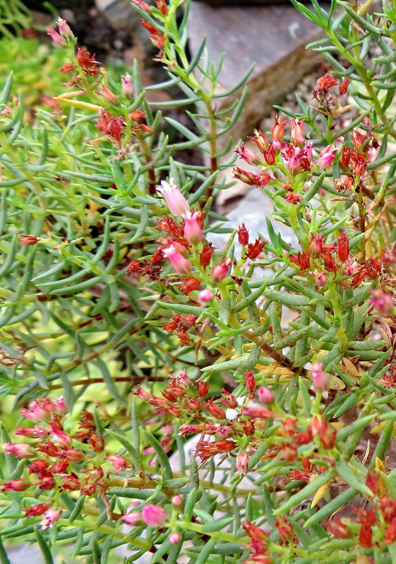 Crassula sarcocaulis