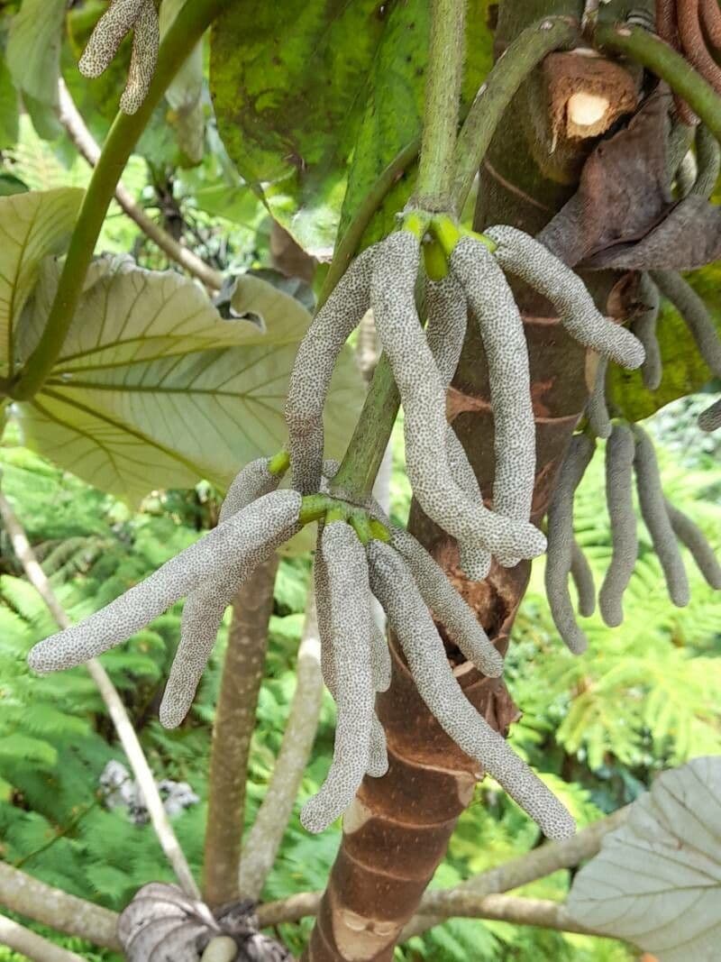 Cecropia schreberiana