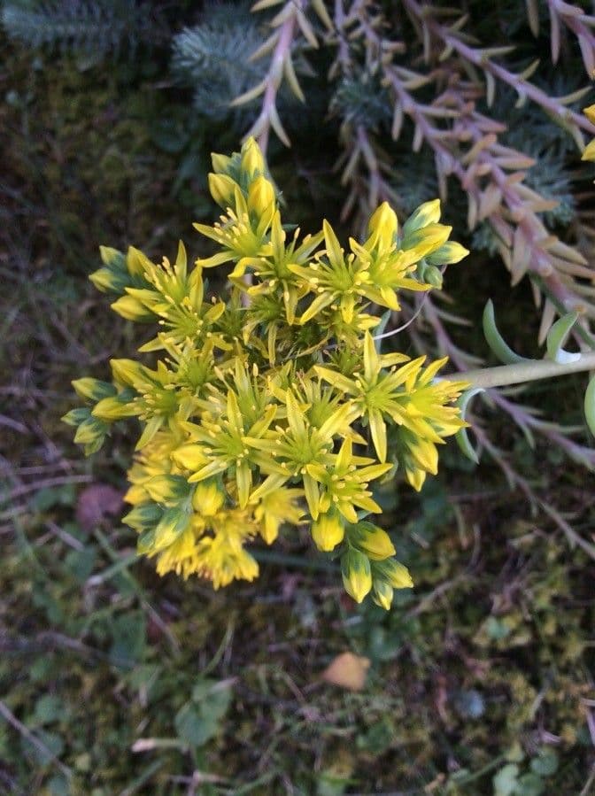 Petrosedum rupestre