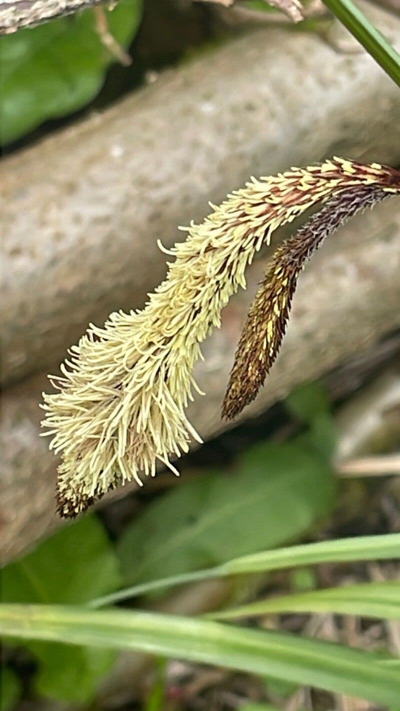 Carex pendula