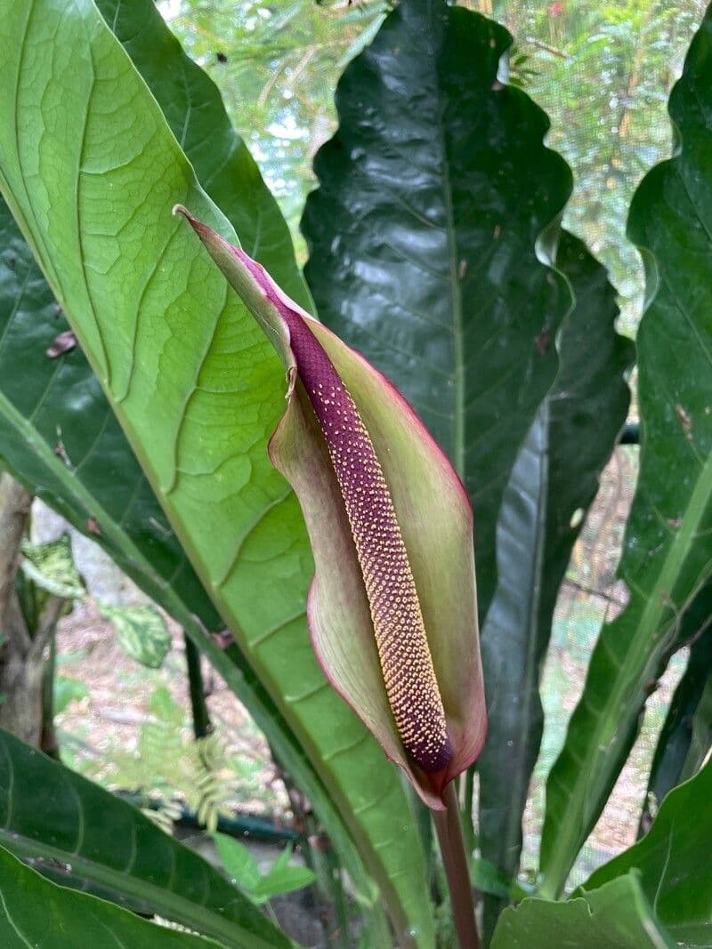 Anthurium schlechtendalii