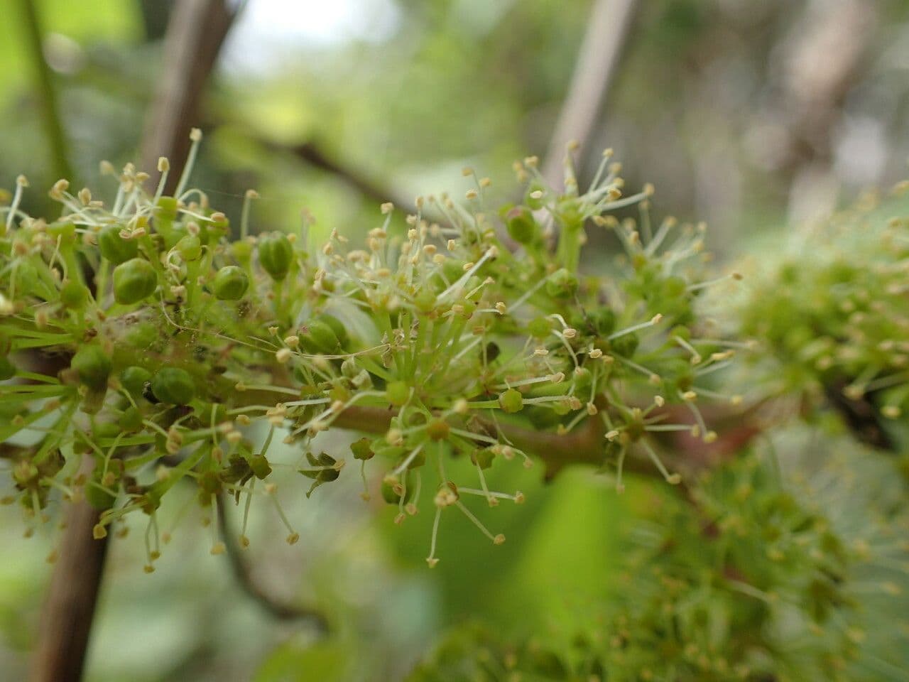 Vitis riparia