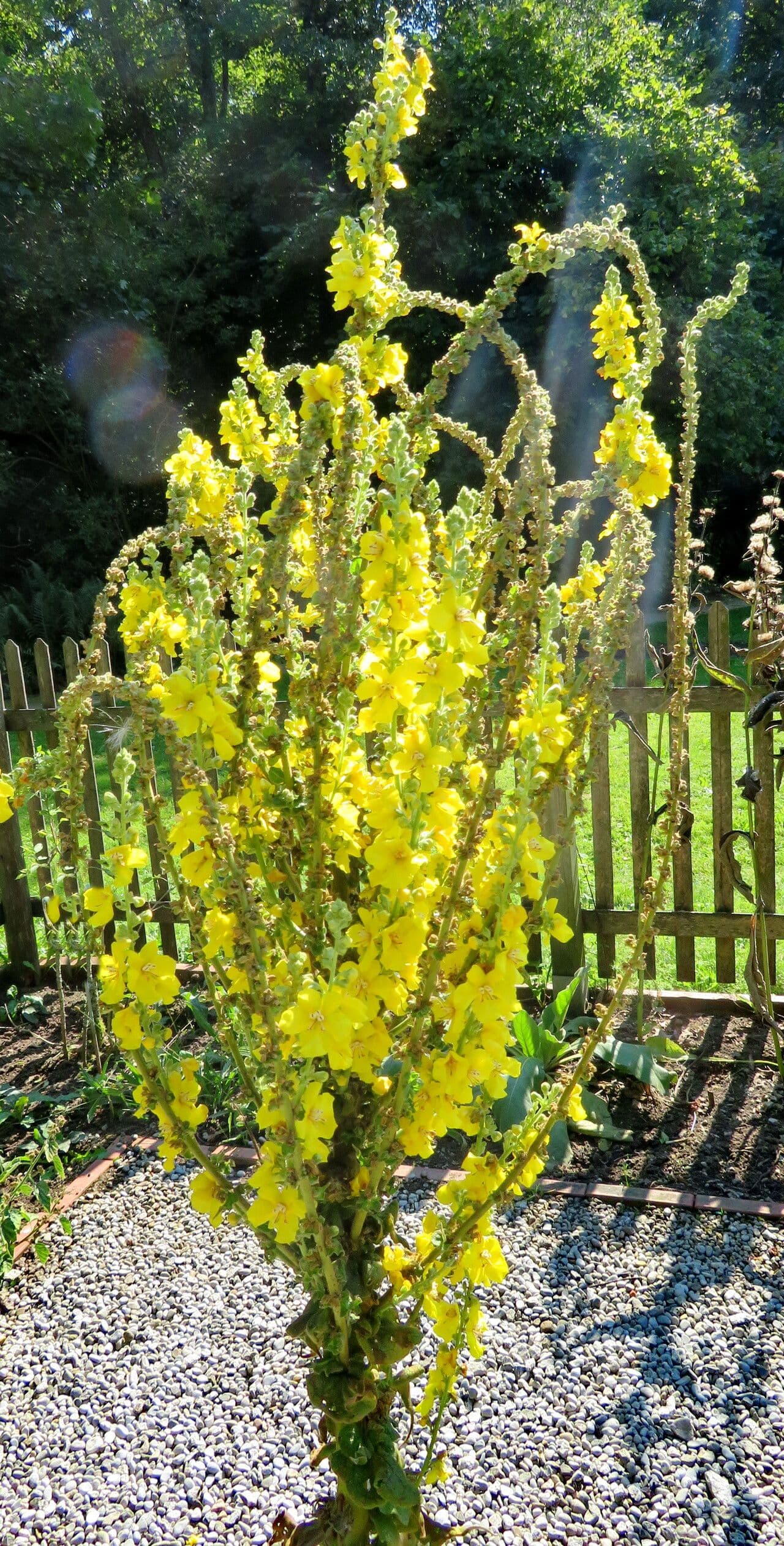 Verbascum phlomoides