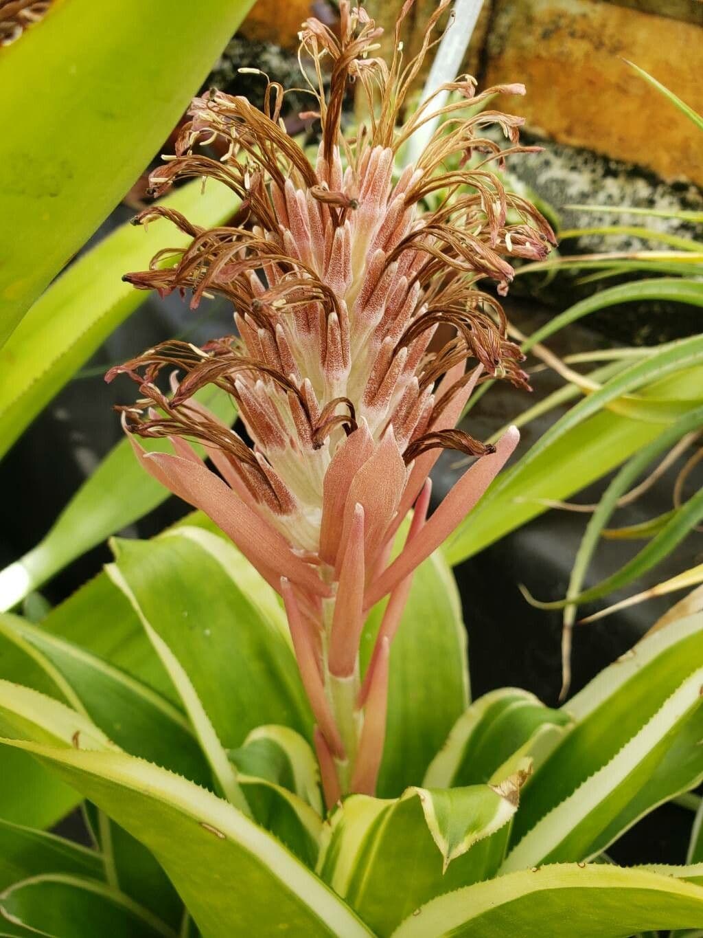 Billbergia pyramidalis