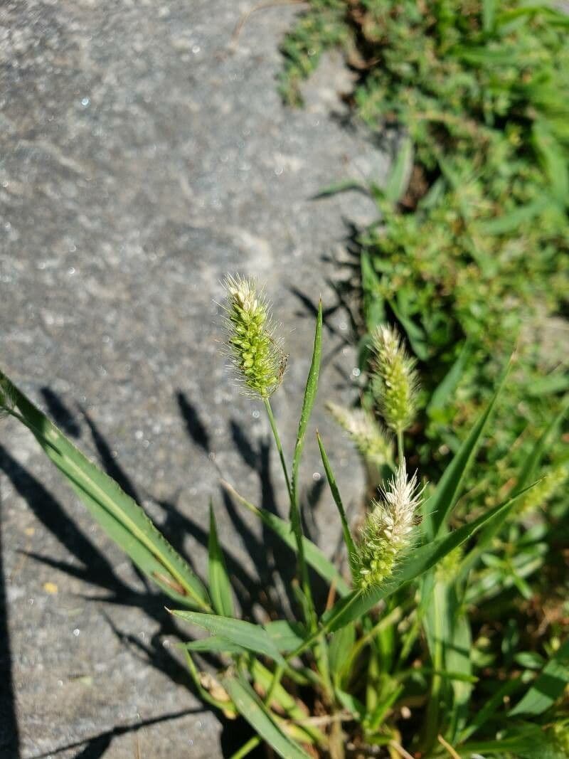 Polypogon monspeliensis