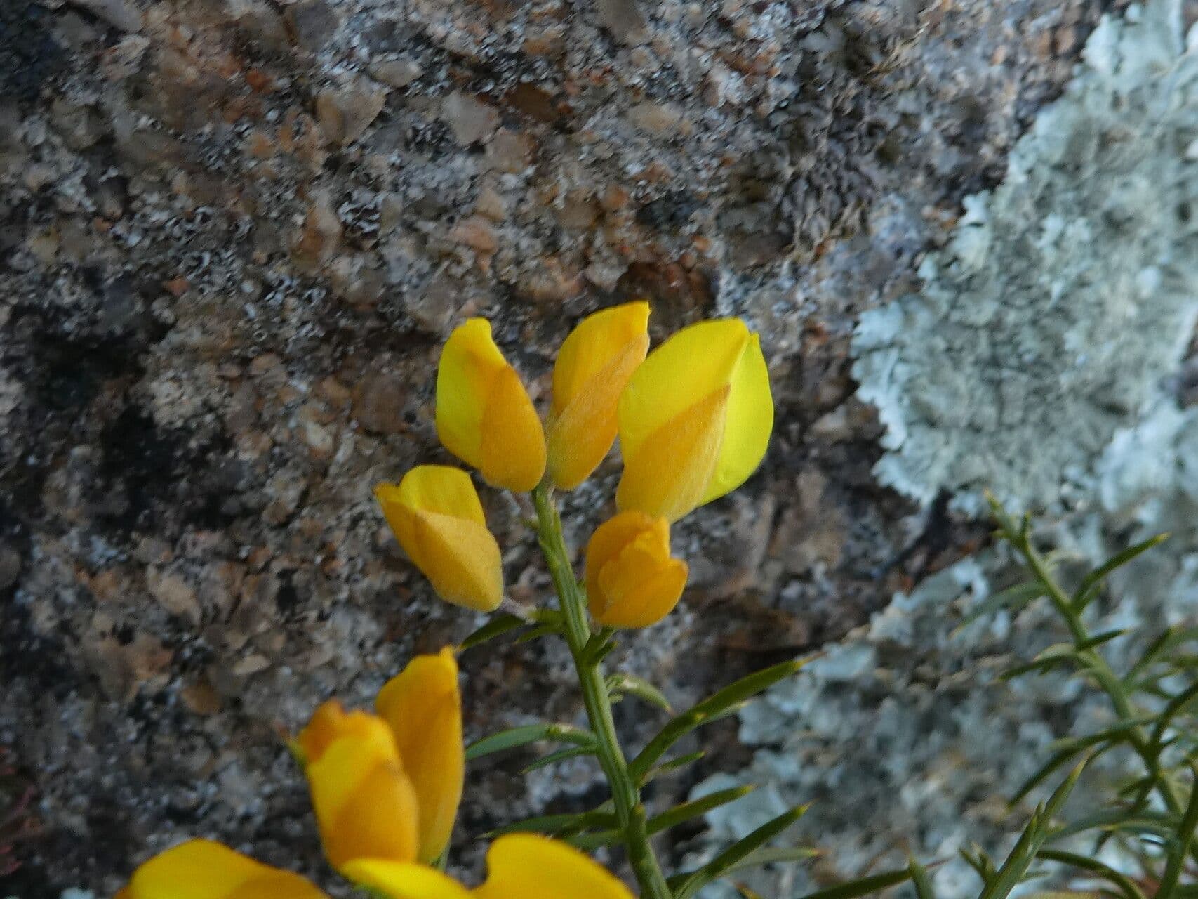 Ulex parviflorus