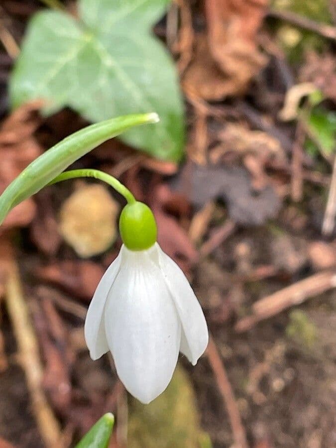 Galanthus plicatus