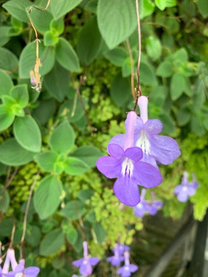 Streptocarpus saxorum