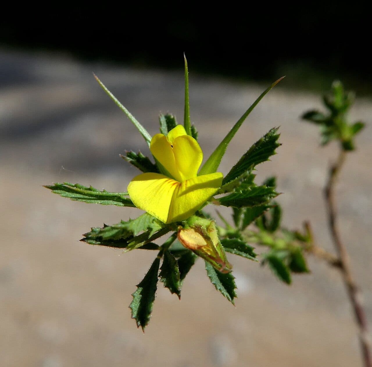 Ononis minutissima