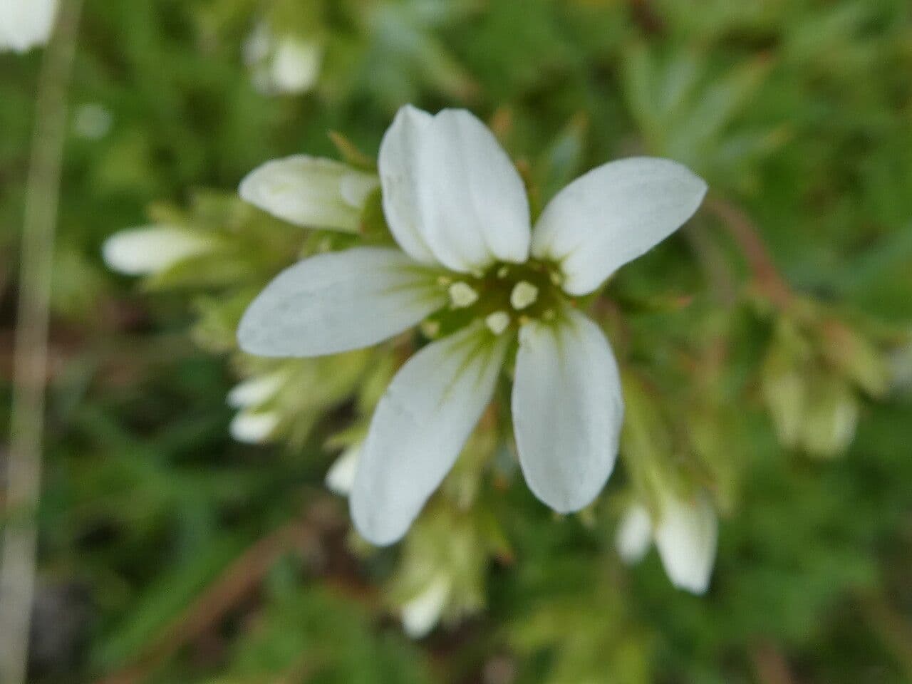 Saxifraga geranioides