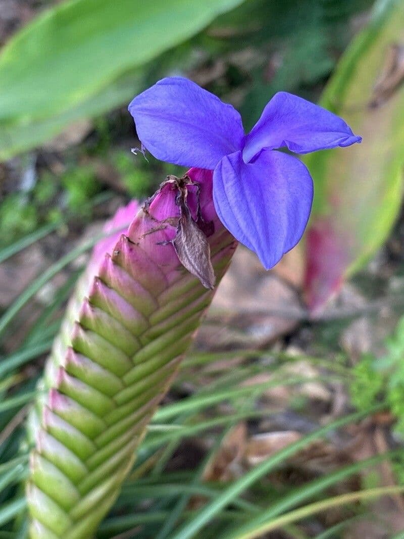 Wallisia lindeniana