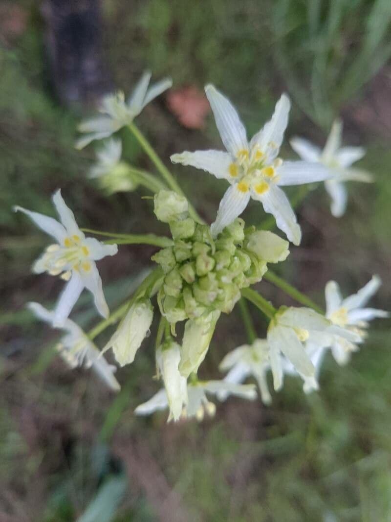 Toxicoscordion fremontii