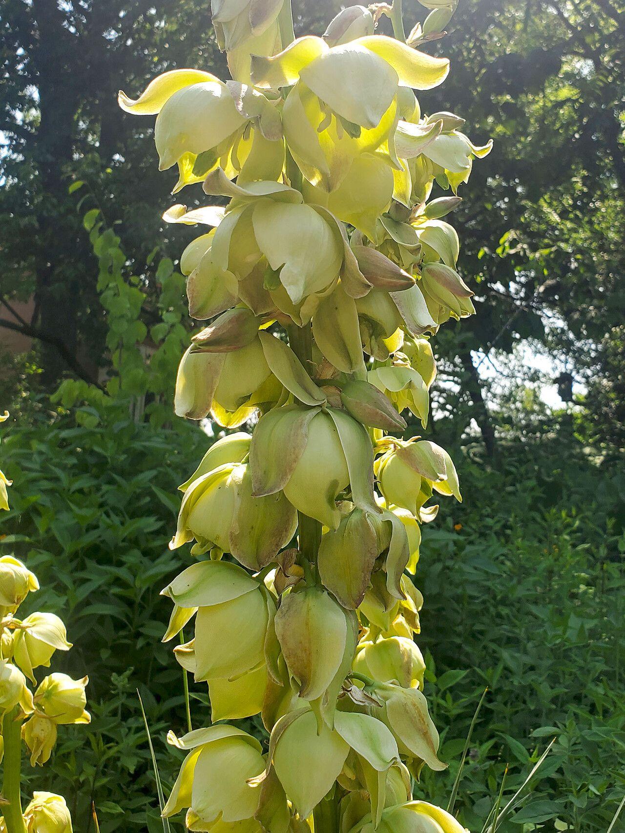 Yucca glauca