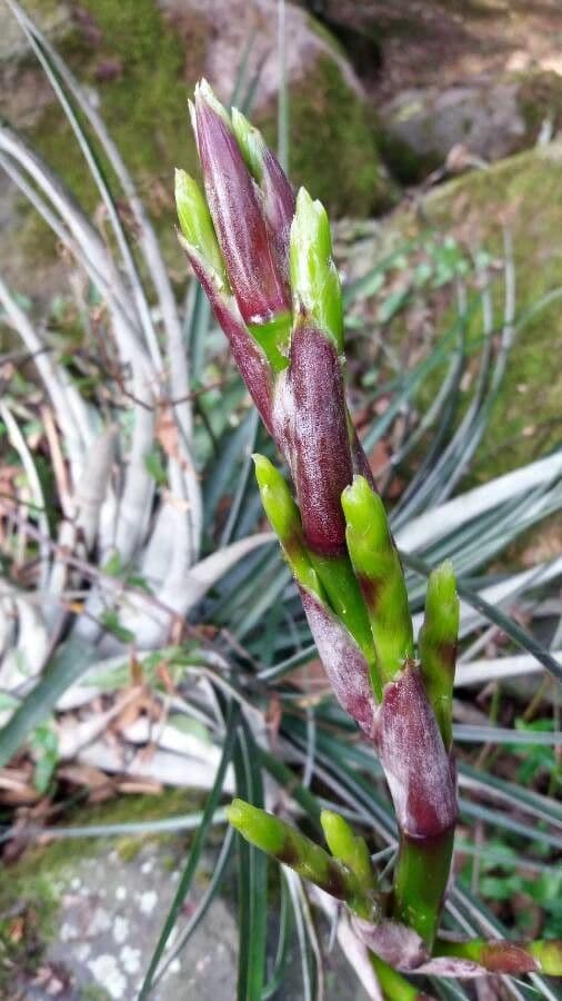 Bromelia karatas