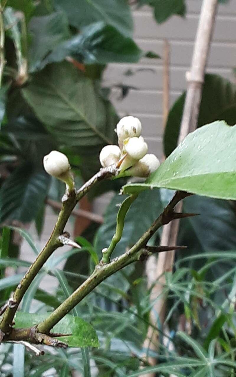 Citrus aurantiifolia