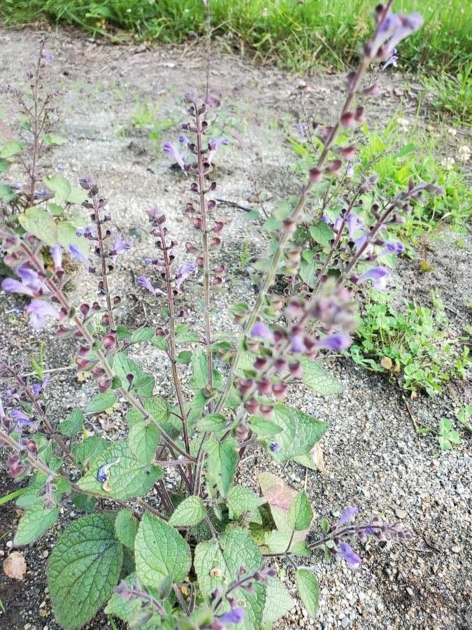 Scutellaria ovata