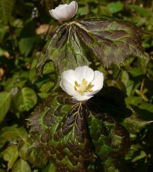 Podophyllum peltatum