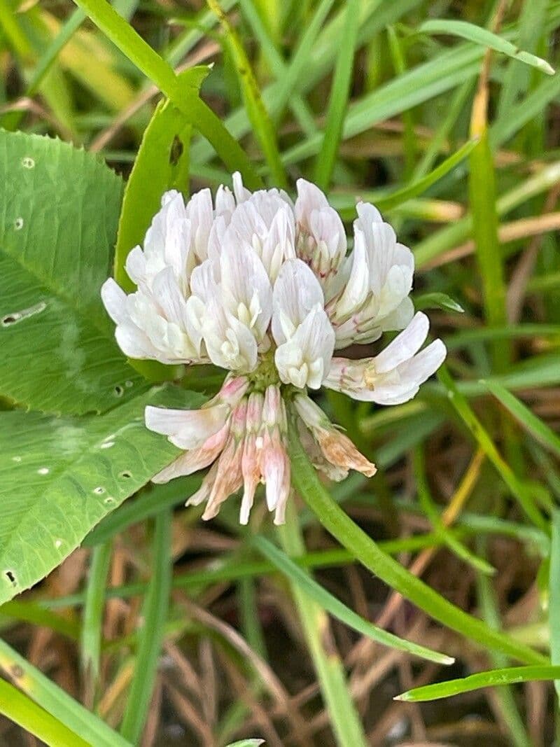 Trifolium repens