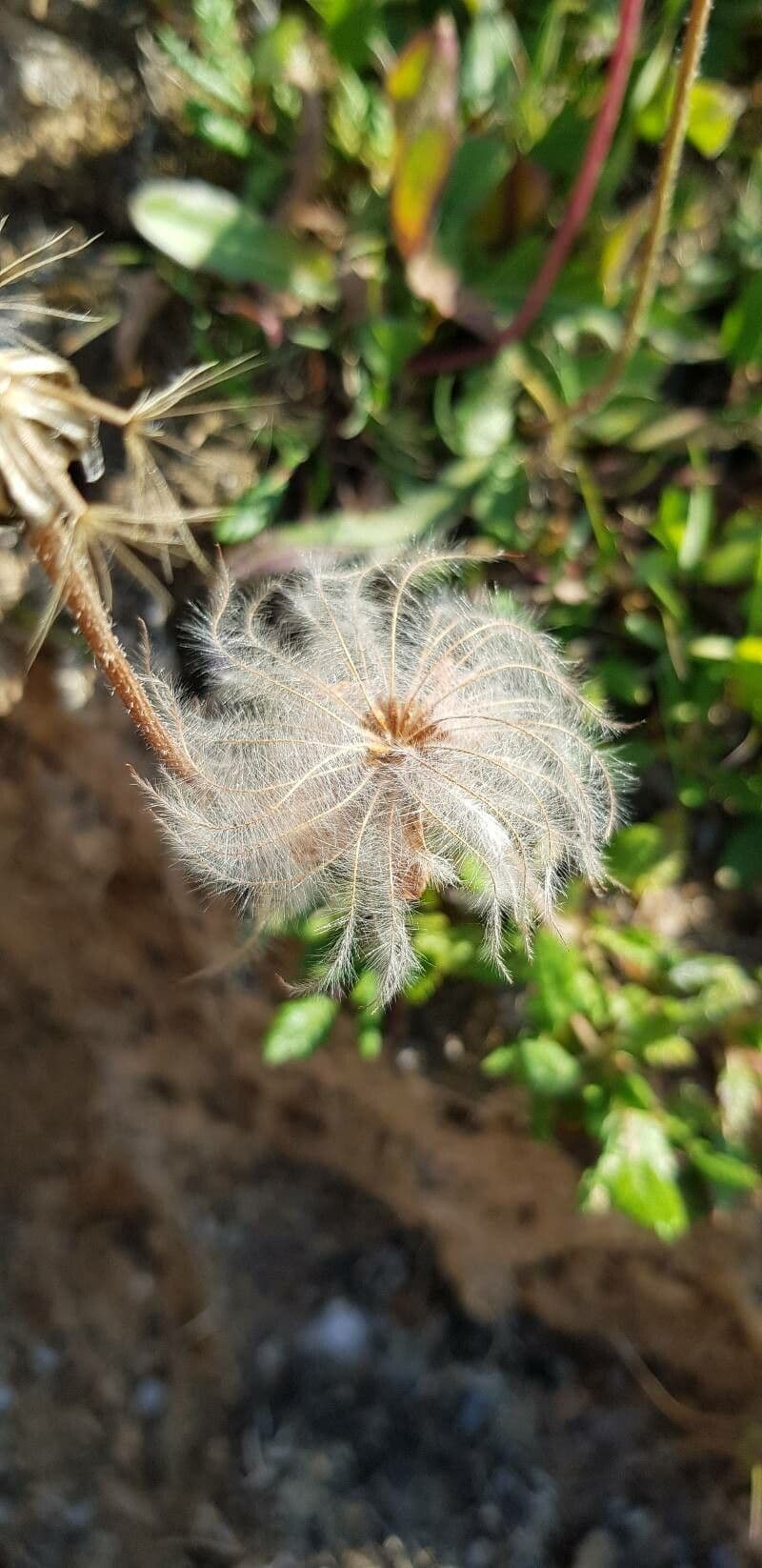 Dryas octopetala