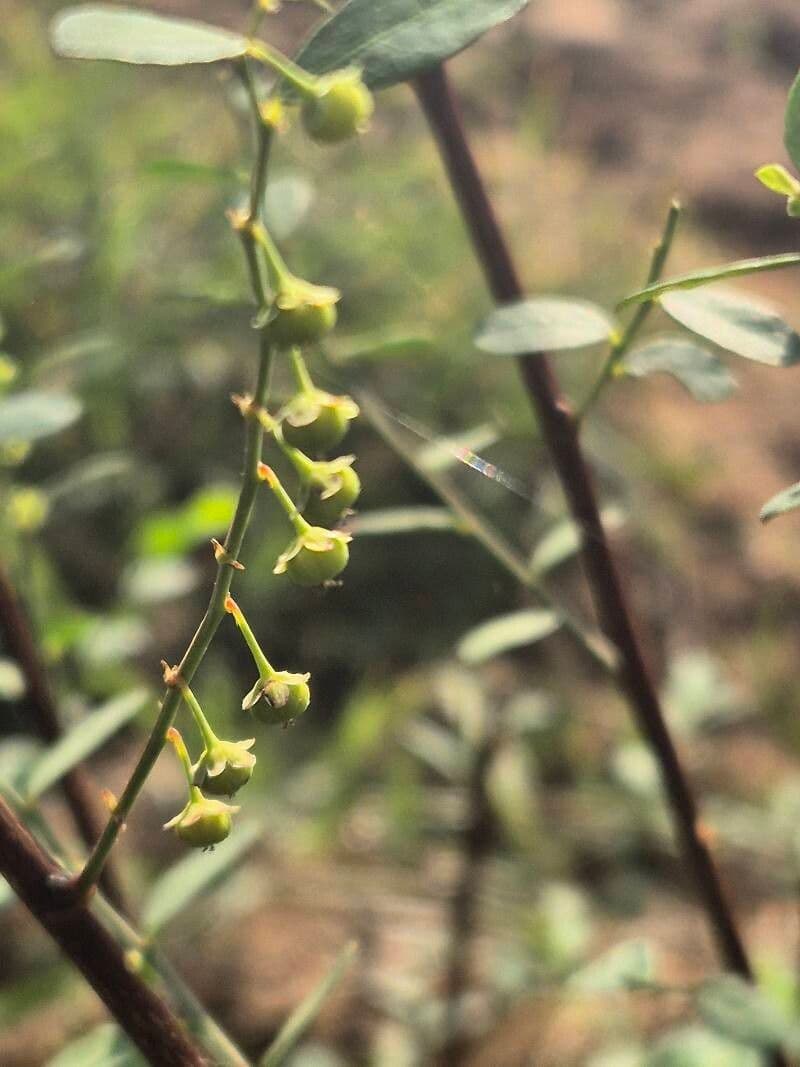 Phyllanthus fischeri