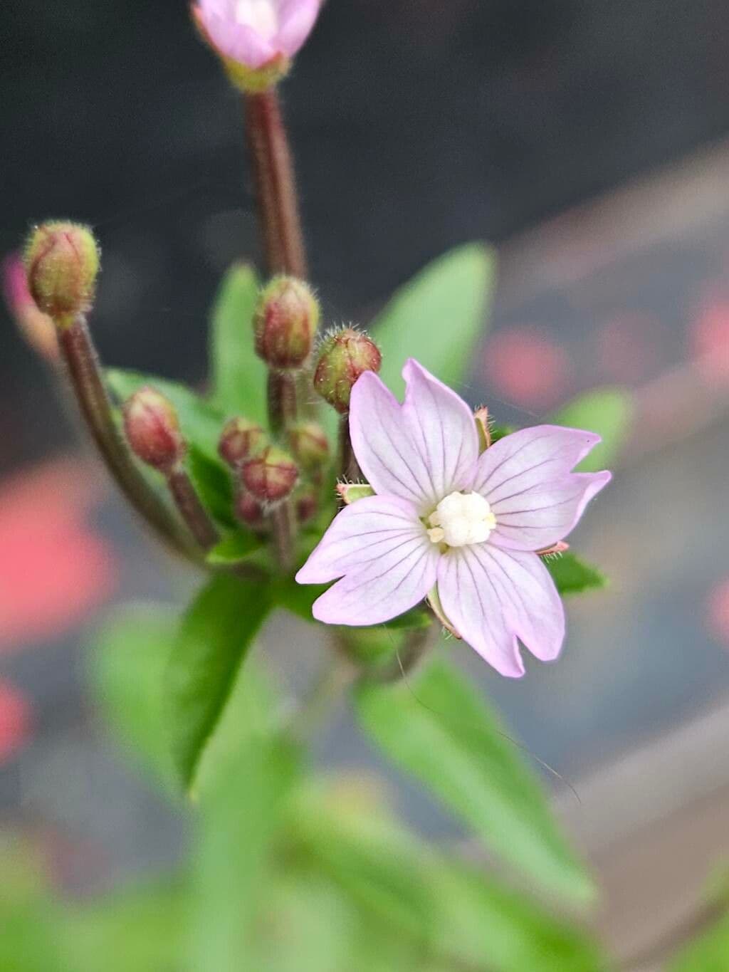 Epilobium parviflorum