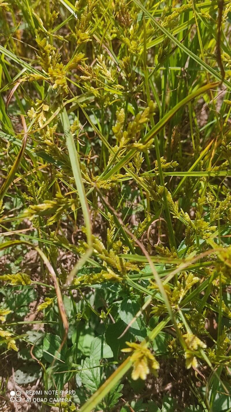 Cyperus iria