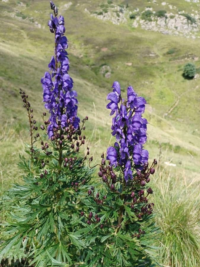 Aconitum napellus