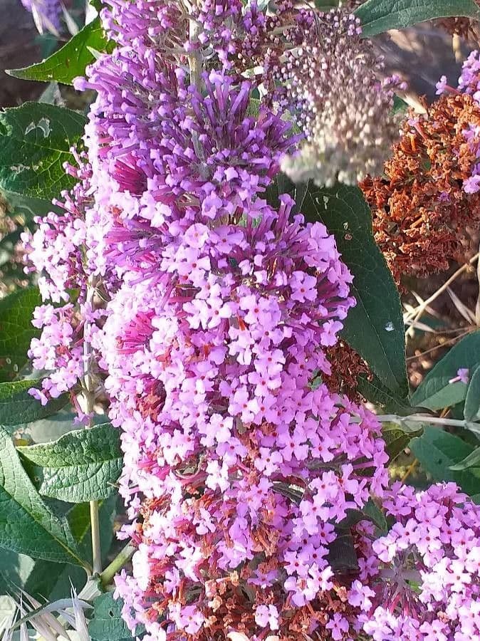 Buddleja davidii