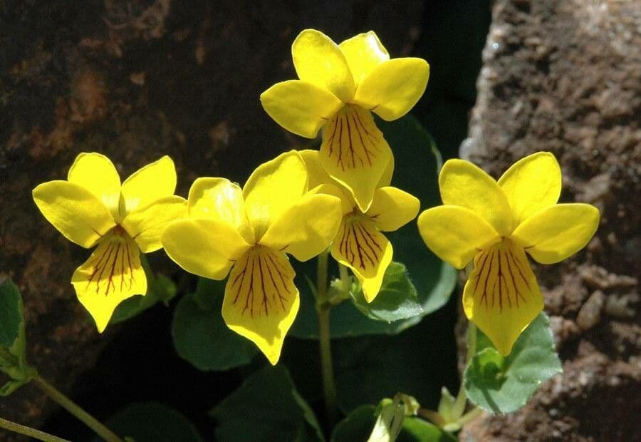 Viola biflora