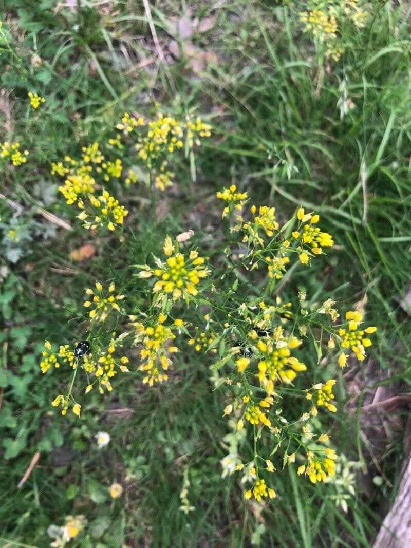 Rorippa pyrenaica