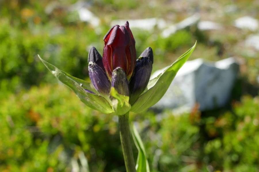 Gentiana purpurea